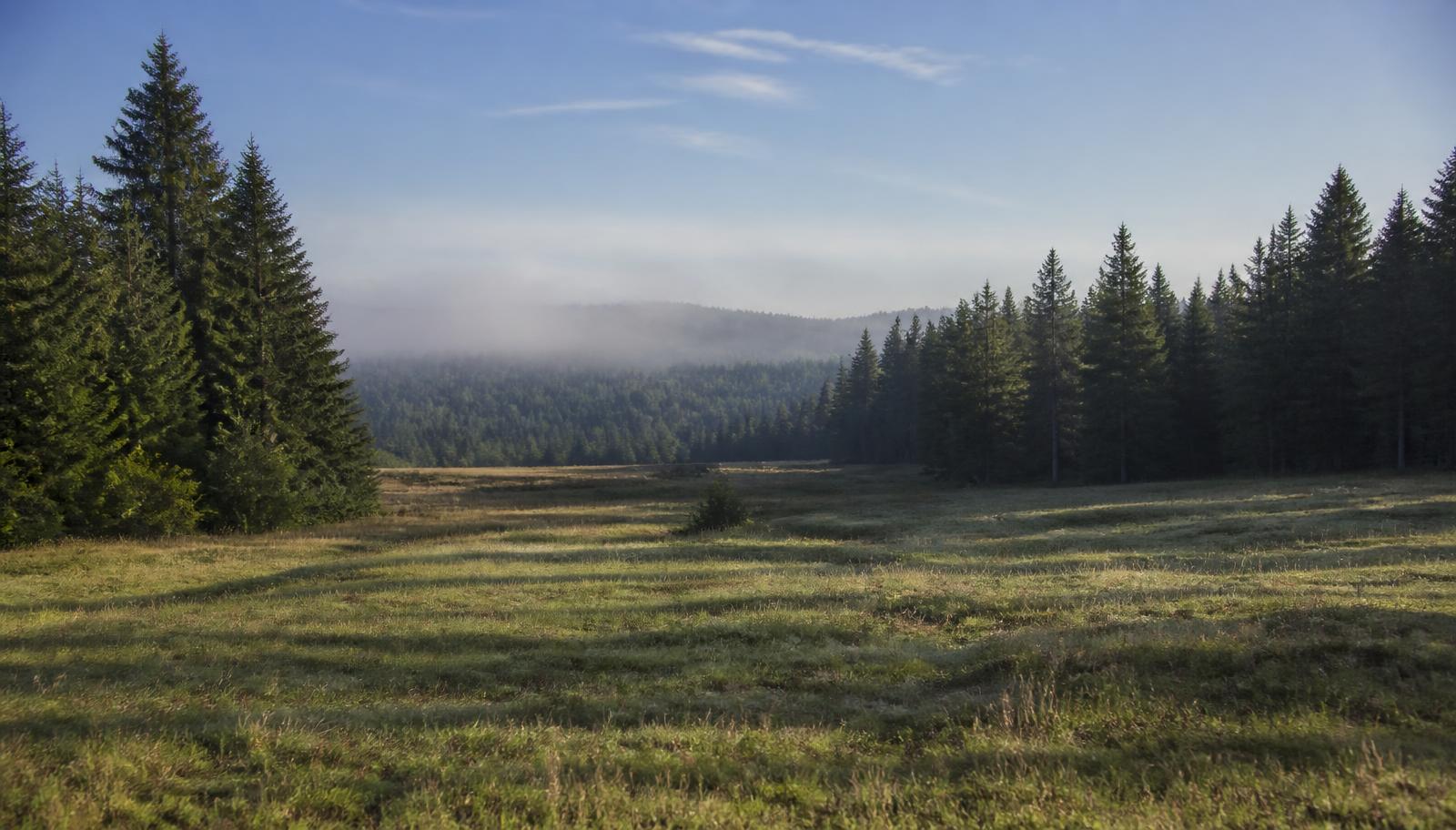 Open grassy land parcel bordered by Douglas fir forest with morning mist